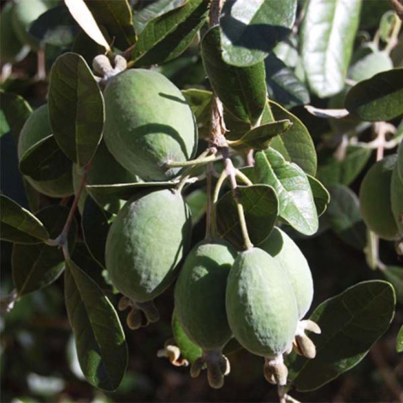 Feijoa - Acca sellowiana (Sadonkorjuu)
