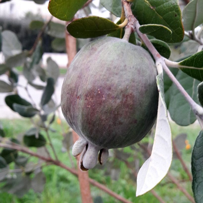 Feijoa Apollo (Sadonkorjuu)