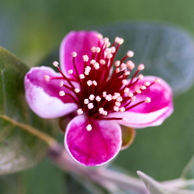 Feijoa Apollo (Kukinta)