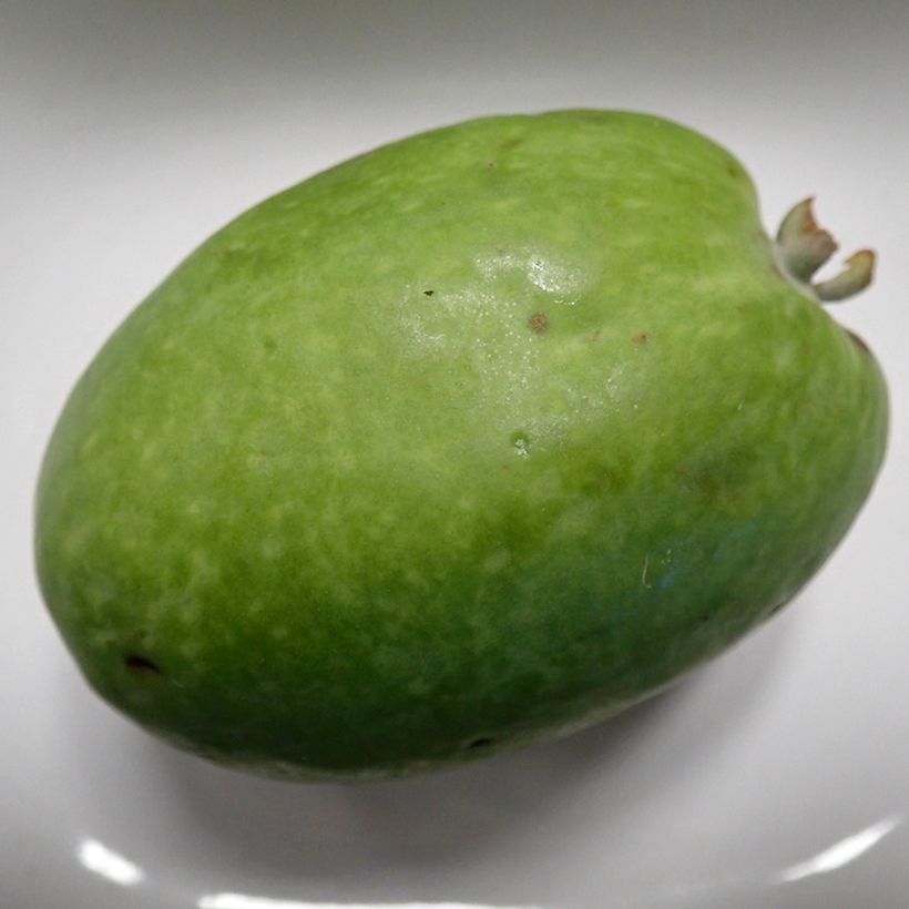 Feijoa Mammouth (Sadonkorjuu)