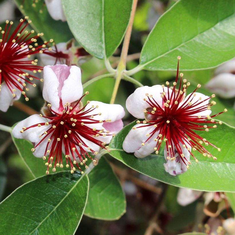 Feijoa Mammouth (Kukinta)