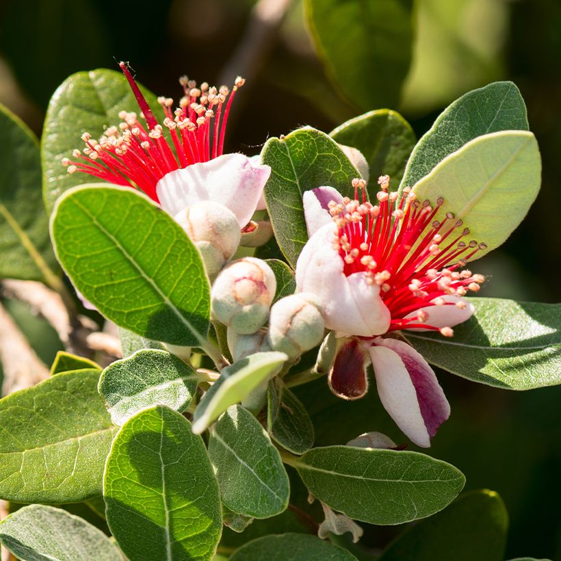 Feijoa Triumph (Kukinta)
