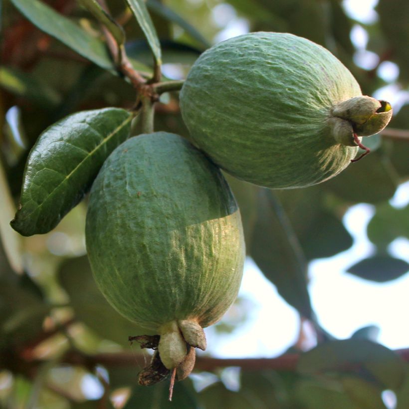 Feijoa Triumph (Sadonkorjuu)