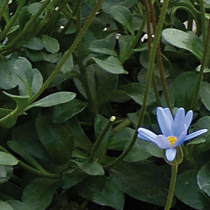 Kapinnukkeasteri Forever Blue (Lehvistö)