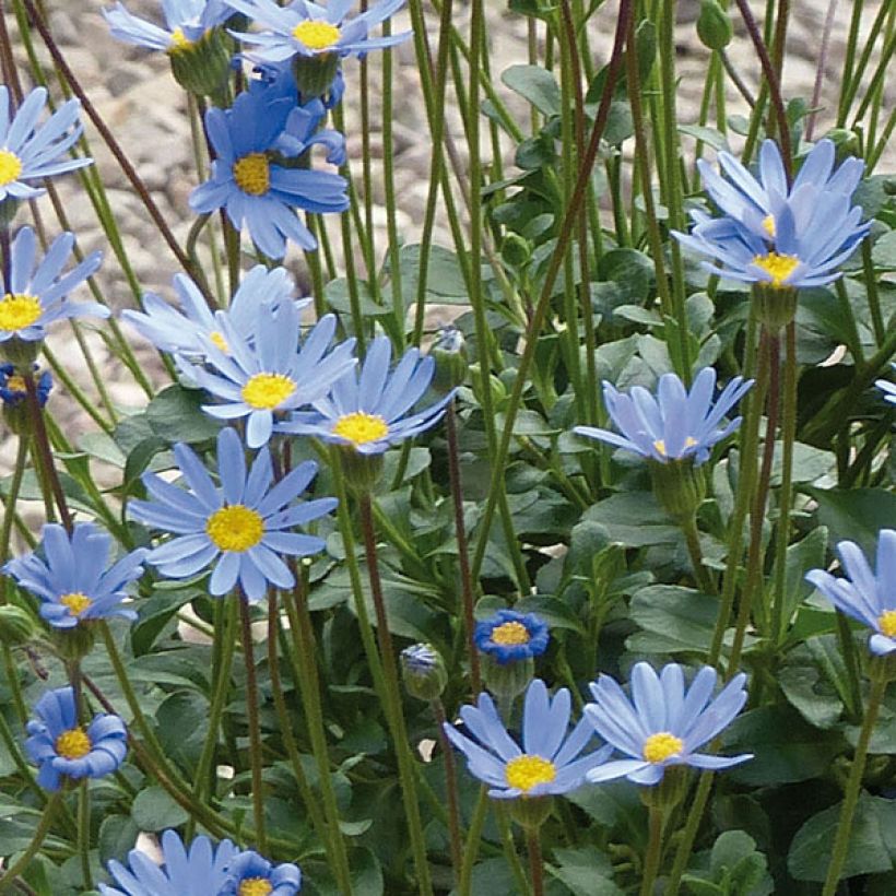 Kapinnukkeasteri Forever Blue (Kukinta)