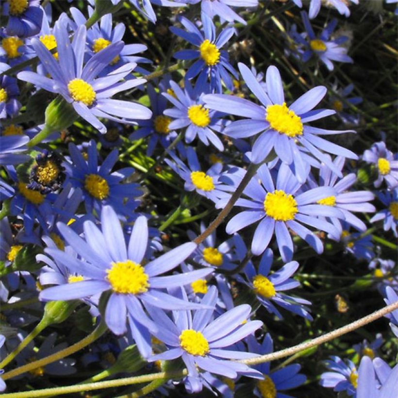 Kapinnukkeasteri - Felicia amelloides (Kukinta)