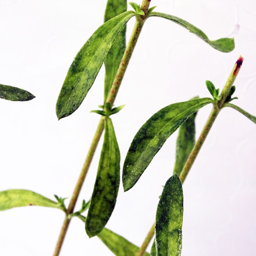 Kapinnukkeasteri - Felicia amelloides (Lehvistö)