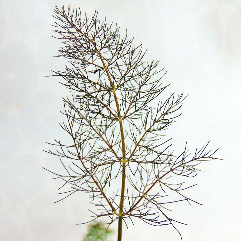 Fenkoli Giant Bronze' ou (Foliage)