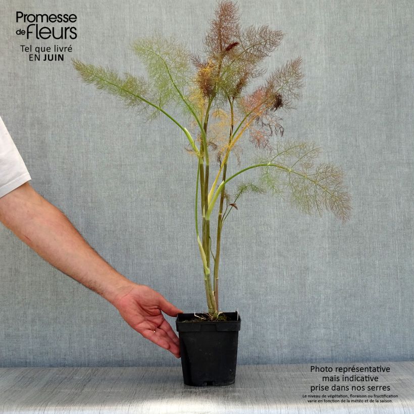 Example of Fenkoli Giant Bronze' ou Pot de 2L/3L as you get in printemps