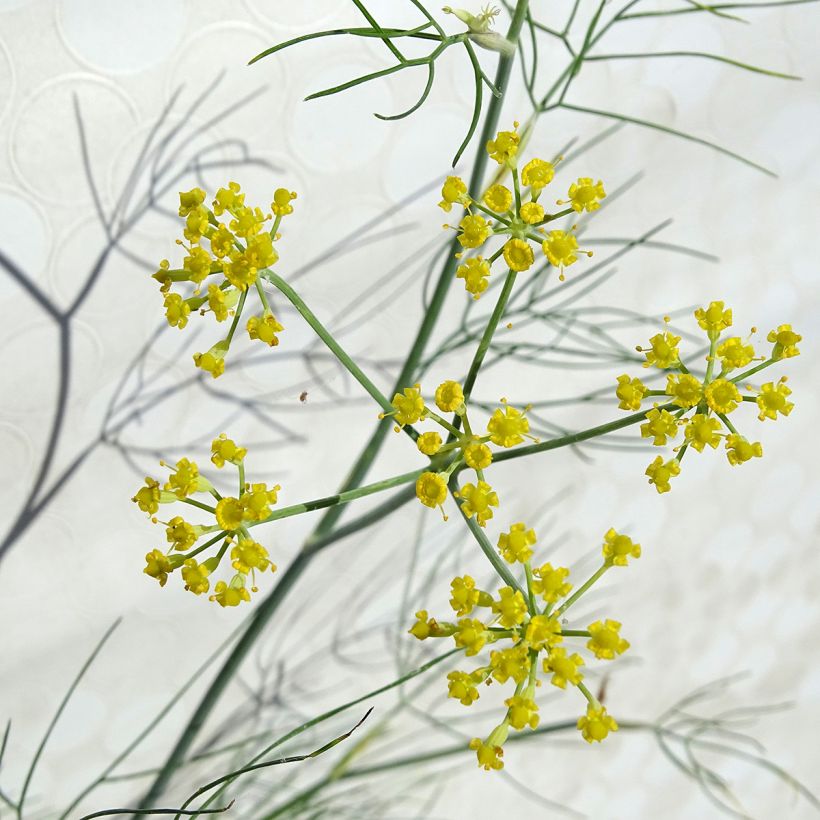 Fenkoli - Foeniculum vulgare (Kukinta)