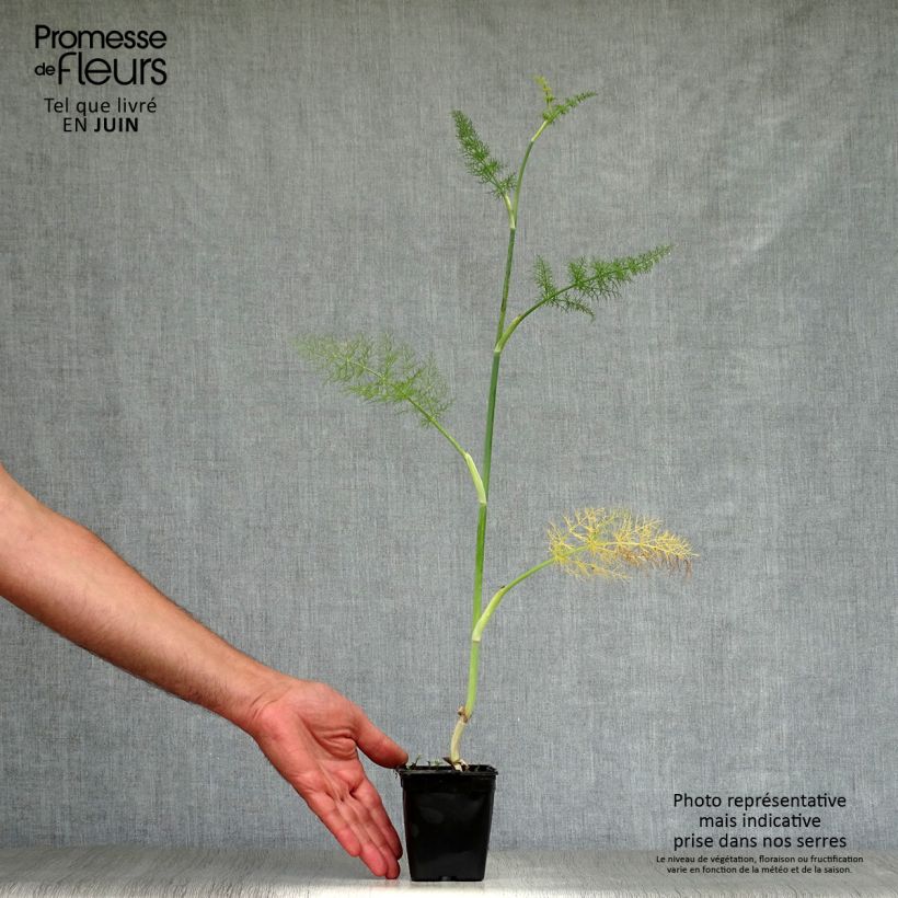 Esimerkki kesällä toimitetusta Fenkoli - Foeniculum vulgare Godet de 7/8 cm-taimesta