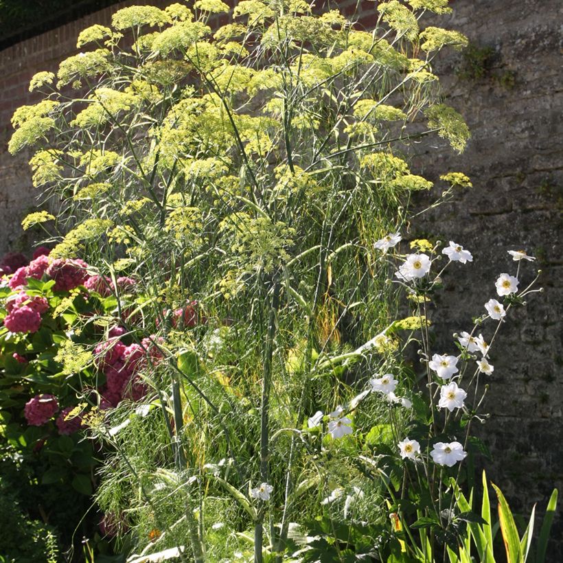 Fenkoli - Foeniculum vulgare (Kasvutapa)