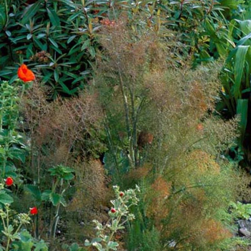 Fenkoli Giant Bronze' ou (Plant habit)