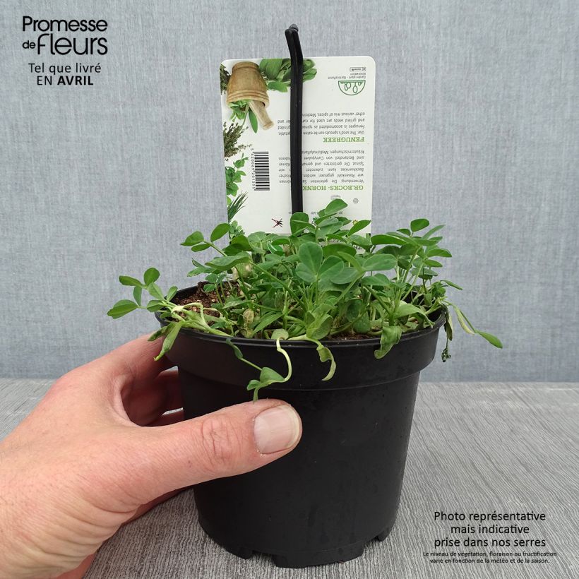 Esimerkki keväällä toimitetusta Rohtosarviapila taimena - Trigonella foenum-graecum 1,5 litran / 2 litran kannu-taimesta