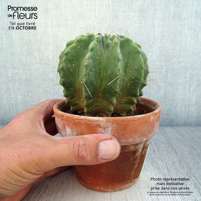 Esimerkki syksyllä toimitetusta Rautakaktus Inermis 12 cm / 13 cm ruukku-taimesta