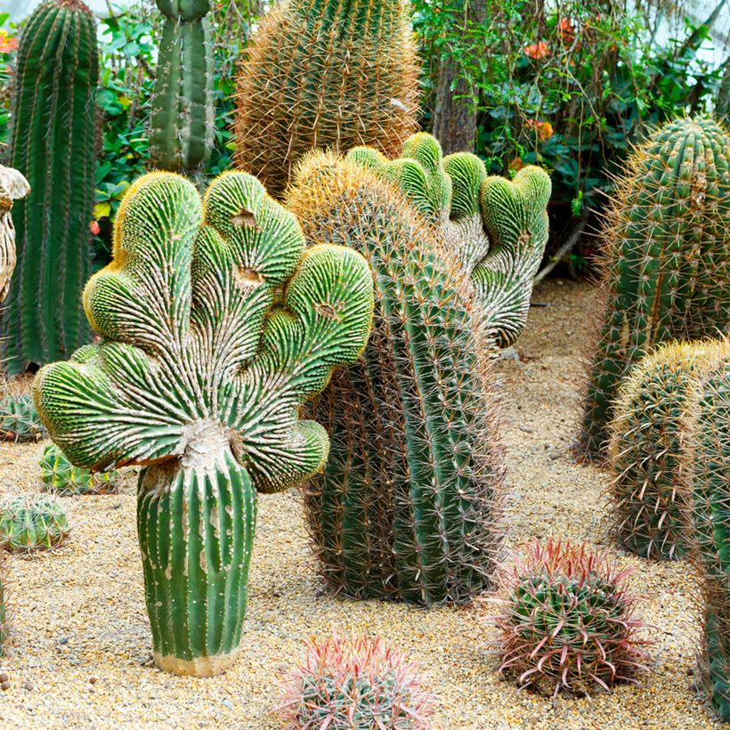 Rautakaktus - Ferocactus gracilis subsp. coloratus (Kasvutapa)