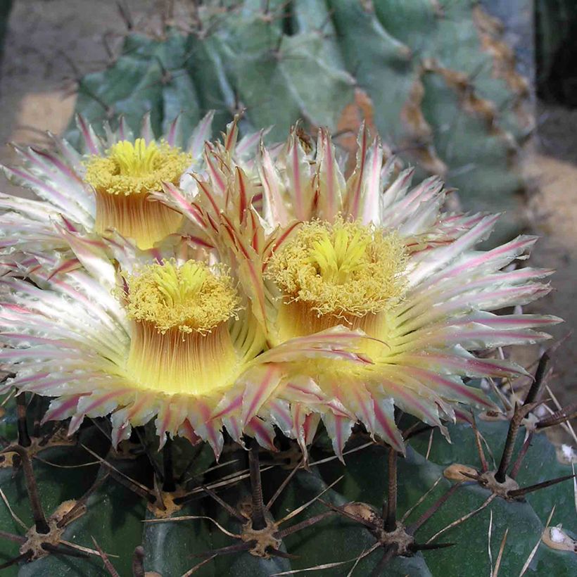 Rautakaktus - Ferocactus horridus (Kukinta)