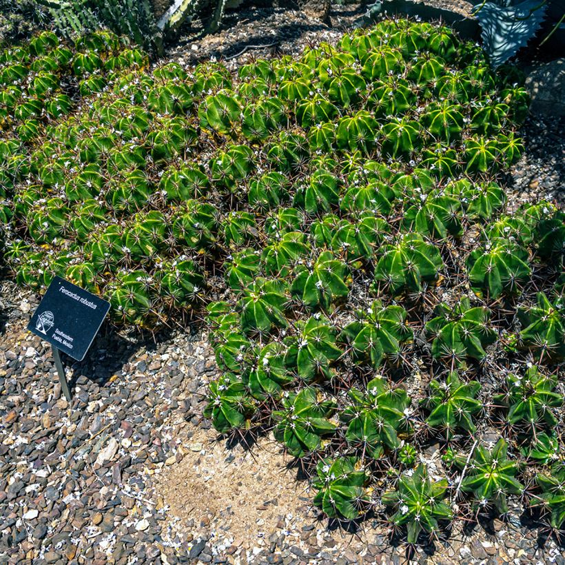Rautakaktus - Ferocactus robustus (Kasvutapa)