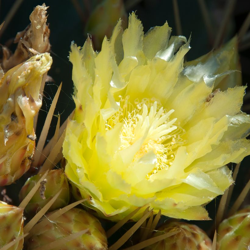 Rautakaktus - Ferocactus schwarzii (Kukinta)
