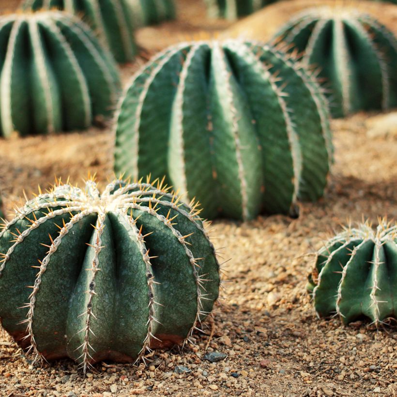 Rautakaktus - Ferocactus schwarzii (Kasvutapa)