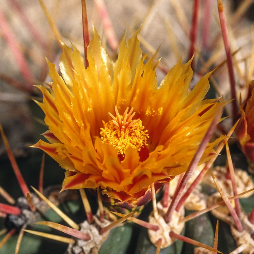 Rautakaktus - Ferocactus stainesii (Kukinta)