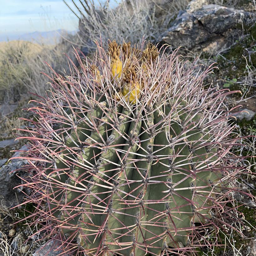 Rautakaktus - Ferocactus emoryi (Kasvutapa)