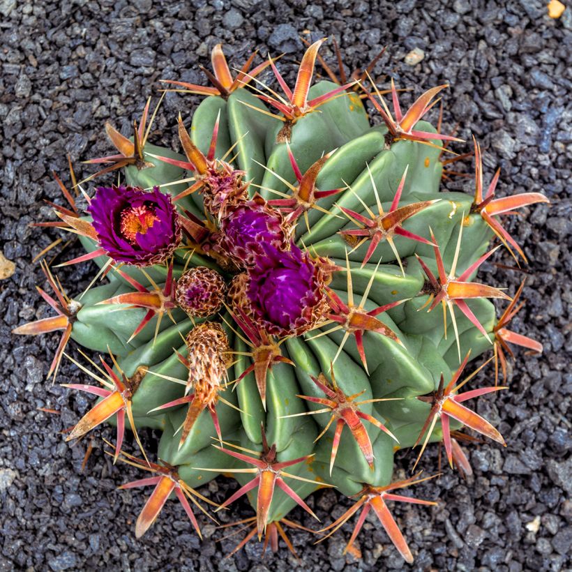 Rautakaktus - Ferocactus latispinus (Kukinta)