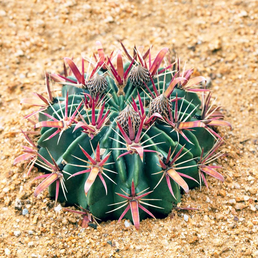 Rautakaktus - Ferocactus latispinus (Kasvutapa)