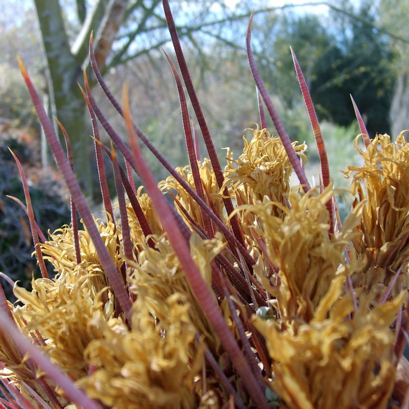 Rautakaktus - Ferocactus emoryi subsp. rectispinus (Lehvistö)
