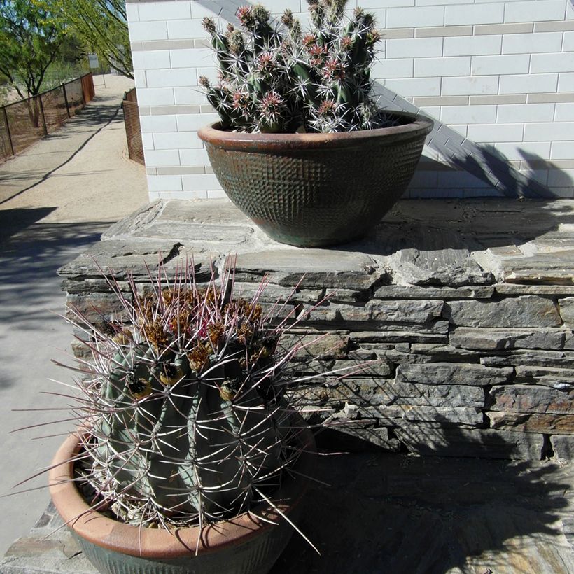 Rautakaktus - Ferocactus emoryi subsp. rectispinus (Kasvutapa)