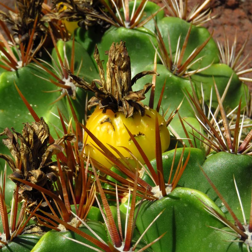 Rautakaktus - Ferocactus robustus (Sadonkorjuu)