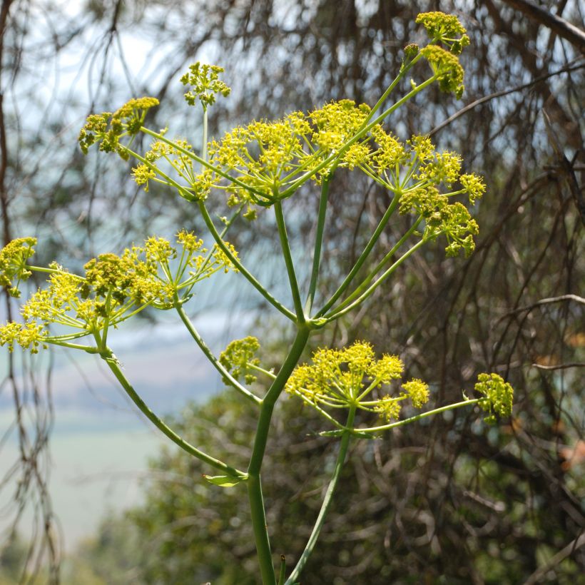 Välimerenkeltaputki - Ferula communis (Kukinta)