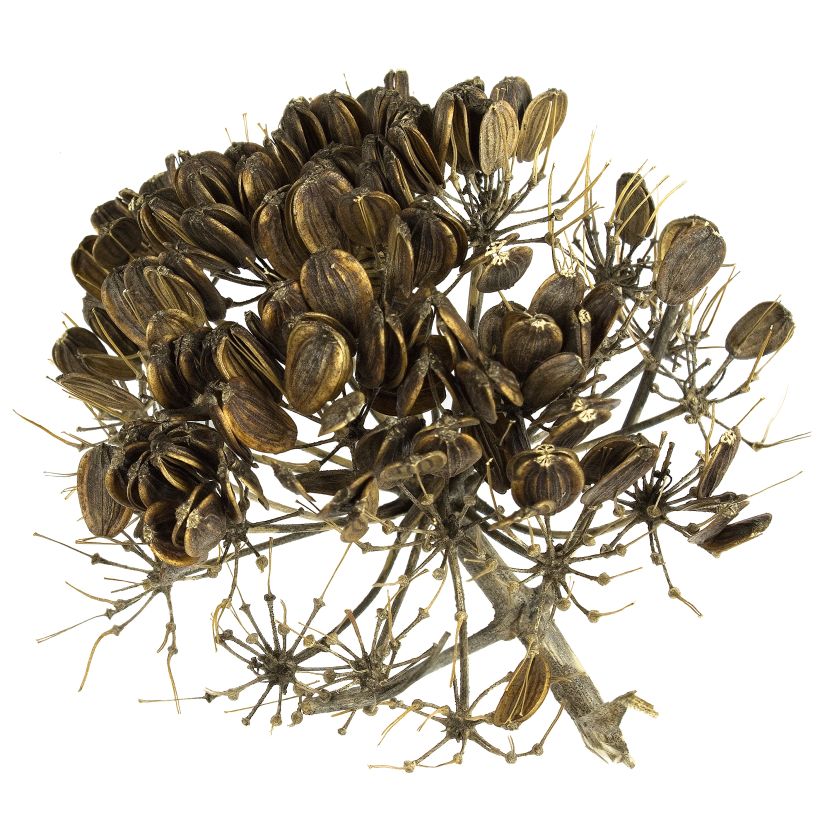 Välimerenkeltaputki - Ferula communis (Sadonkorjuu)