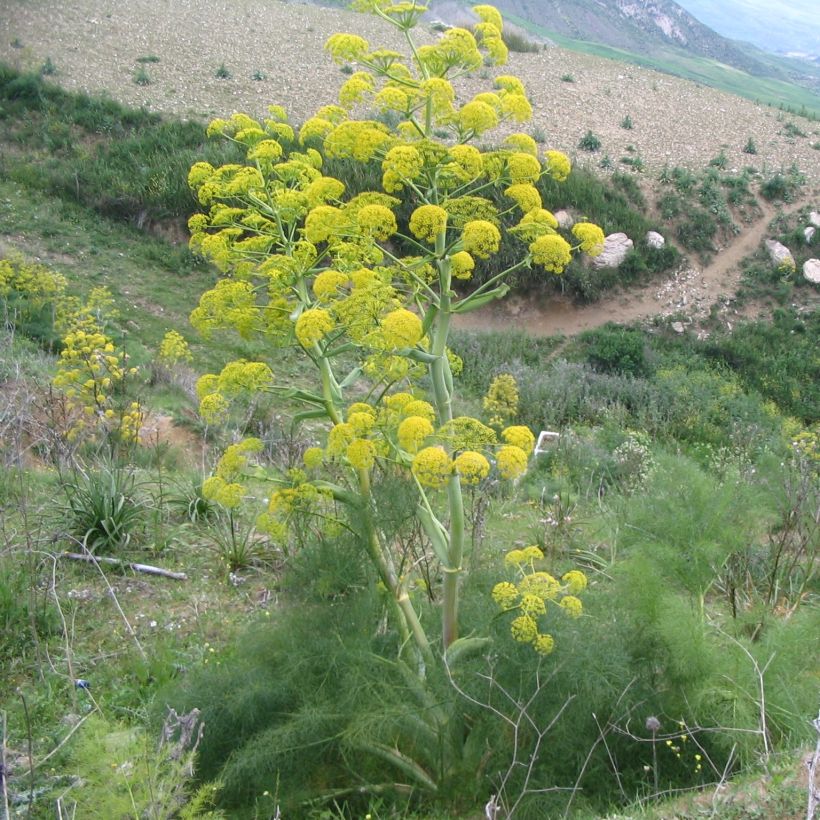 Välimerenkeltaputki - Ferula communis (Kasvutapa)