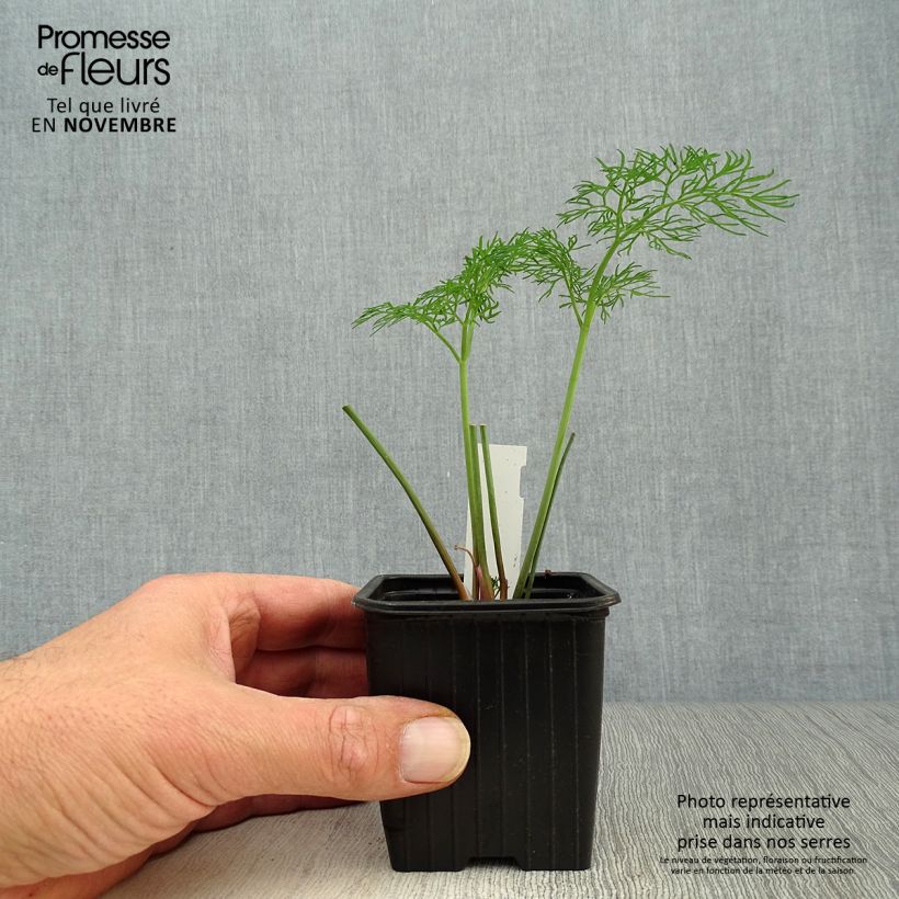 Esimerkki syksyllä toimitetusta Välimerenkeltaputki - Ferula communis 8/9 cm taimiruukku-taimesta