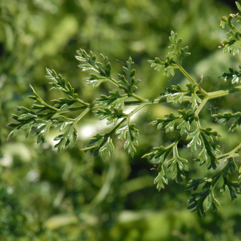 Keltaputke - Ferula tingitana (Foliage)