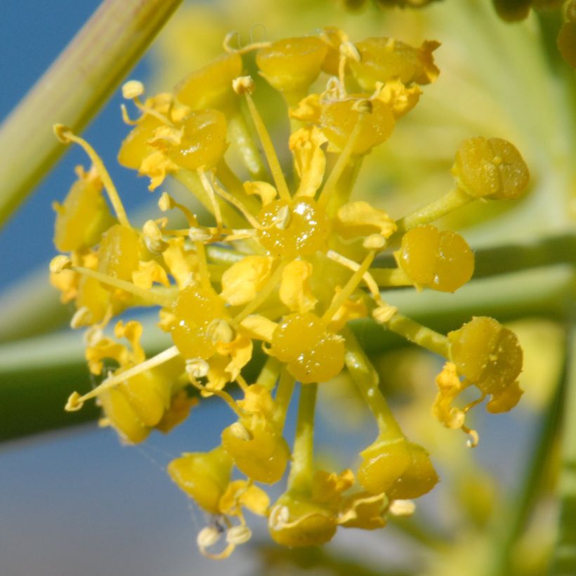 Keltaputke - Ferula tingitana (Flowering)