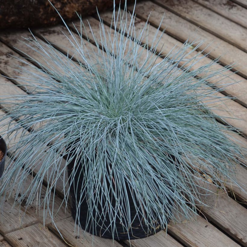 Siniheinä Intense Blue (Kasvutapa)