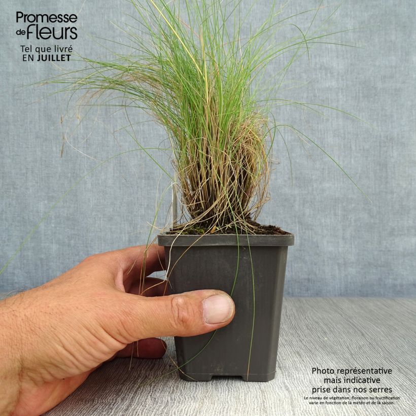 Esimerkki kesällä toimitetusta Hiusnata - Festuca amethystina Godet de 8/9 cm-taimesta