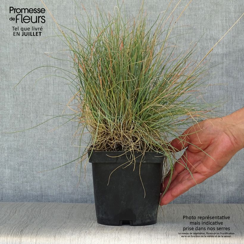 Esimerkki kesällä toimitetusta Hiusnata - Festuca amethystina Pot de 2L/3L-taimesta