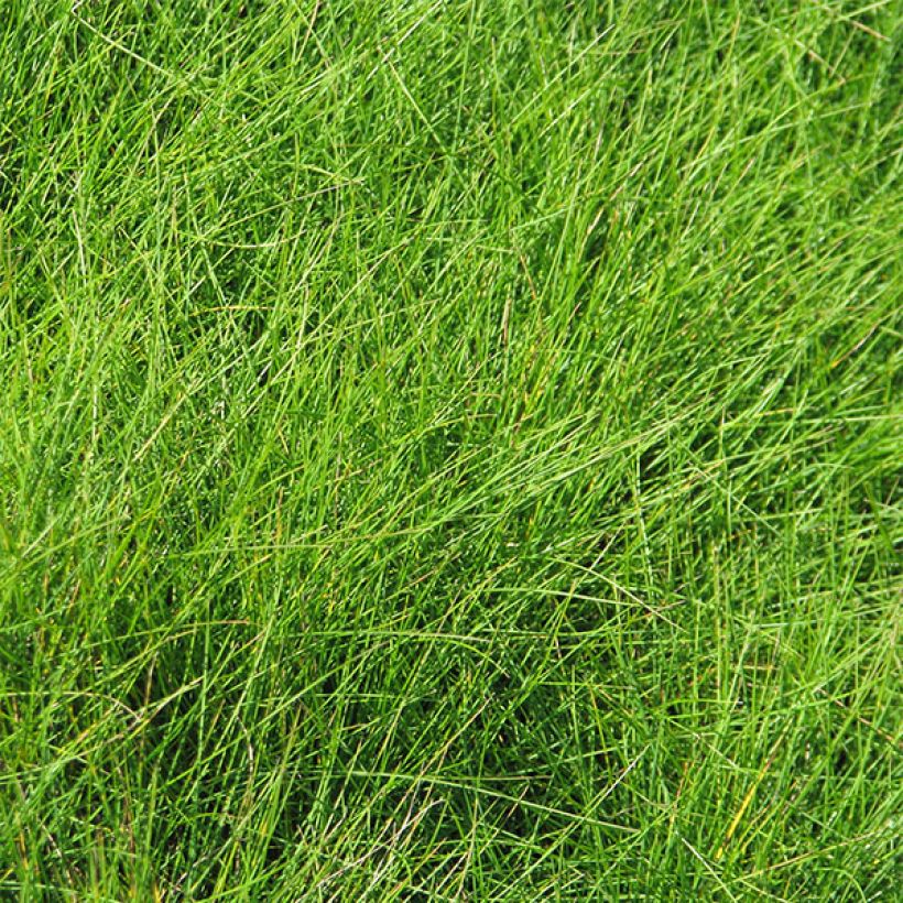 Hapsinata - Festuca filiformis (Lehvistö)