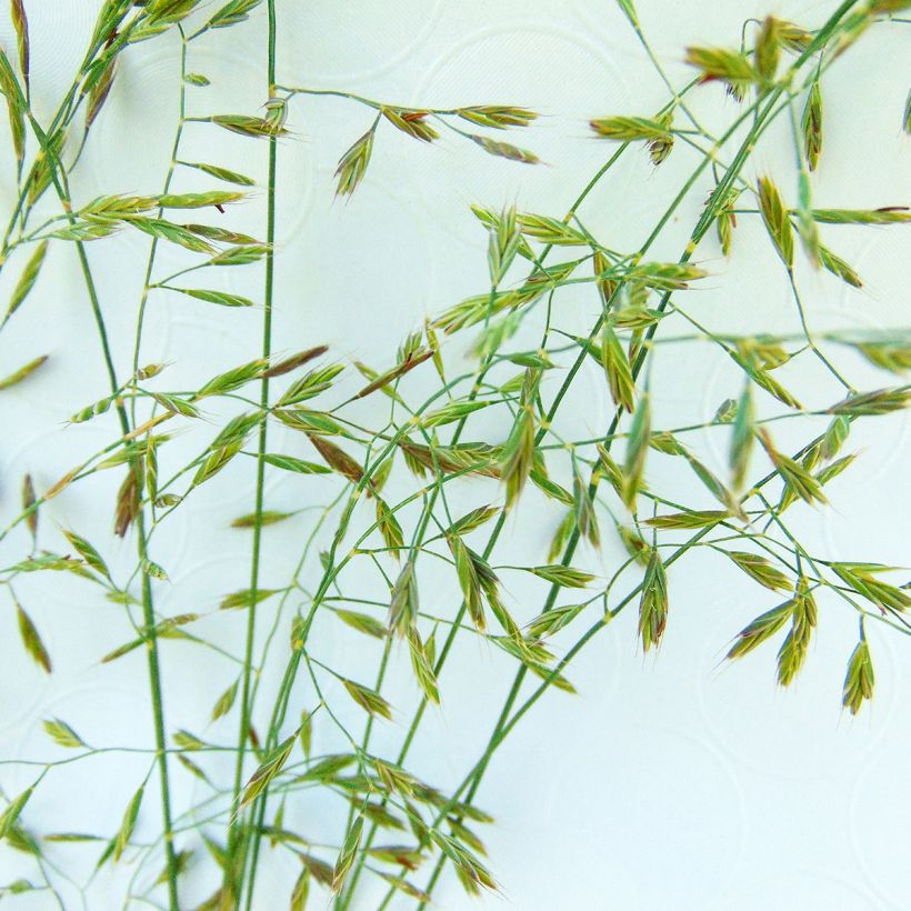 Hapsinata - Festuca filiformis (Kukinta)