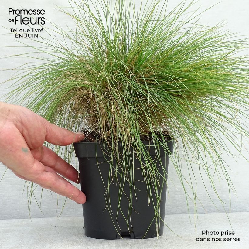 Esimerkki kesällä toimitetusta Hapsinata - Festuca filiformis Pot de 2L/3L-taimesta
