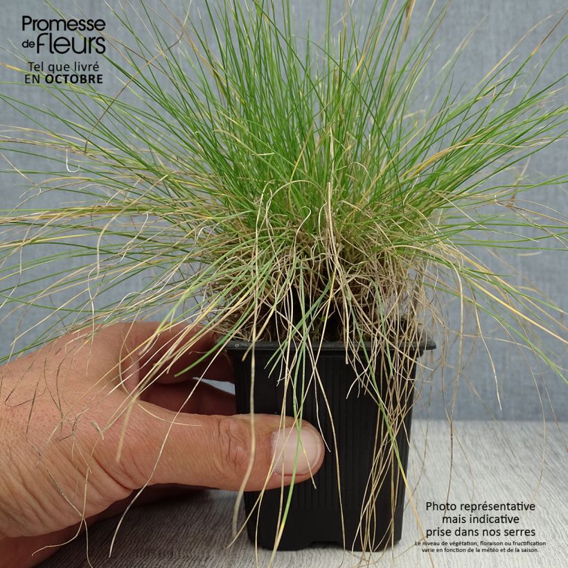 Esimerkki syksyllä toimitetusta Hapsinata - Festuca filiformis 8/9 cm taimiruukku-taimesta