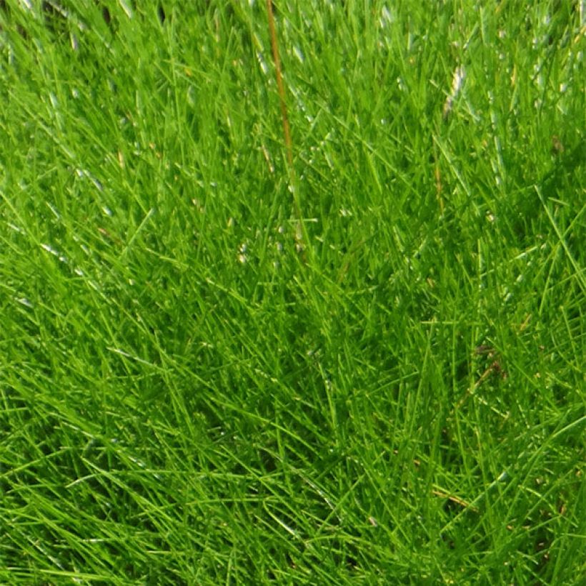Karhunnata - Festuca gautieri (Lehvistö)