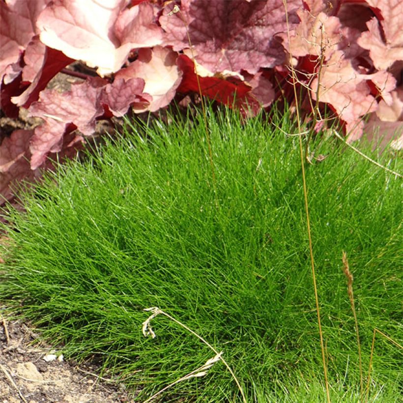 Karhunnata - Festuca gautieri (Kasvutapa)