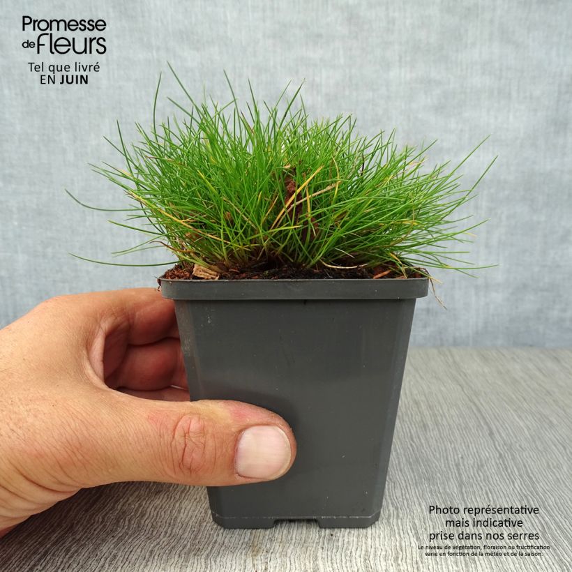 Esimerkki kesällä toimitetusta Karhunnata - Festuca gautieri Godet de 8/9 cm-taimesta