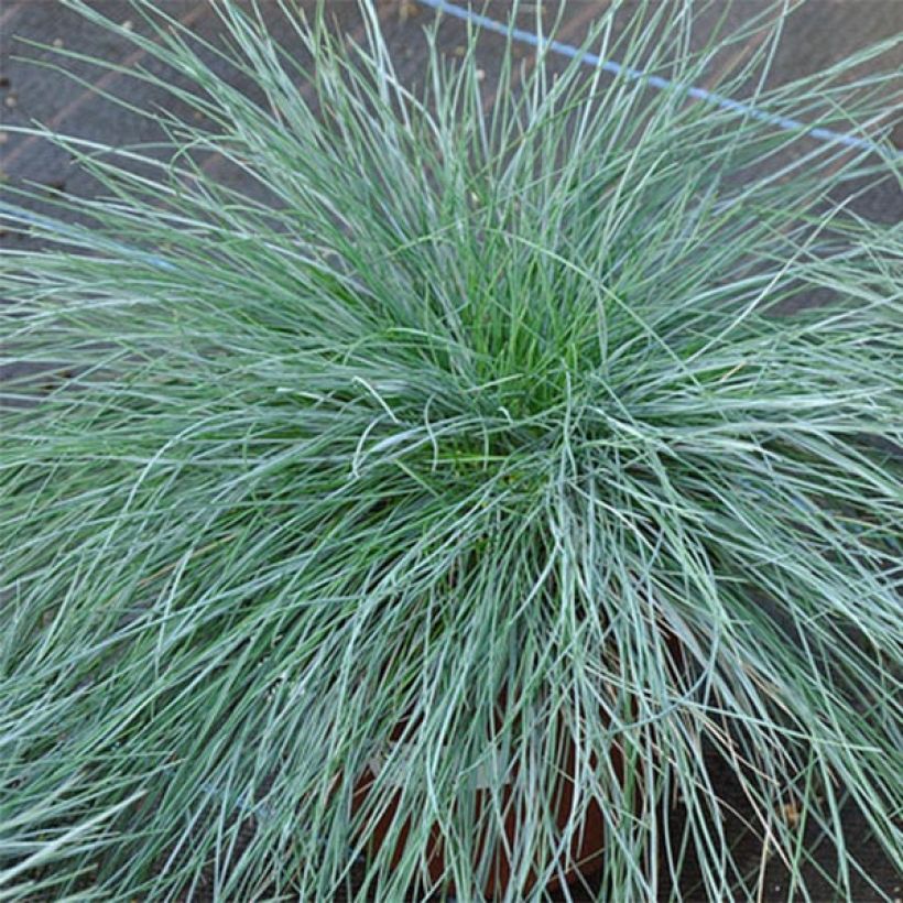 Lampaannata var. glauca (Lehvistö)
