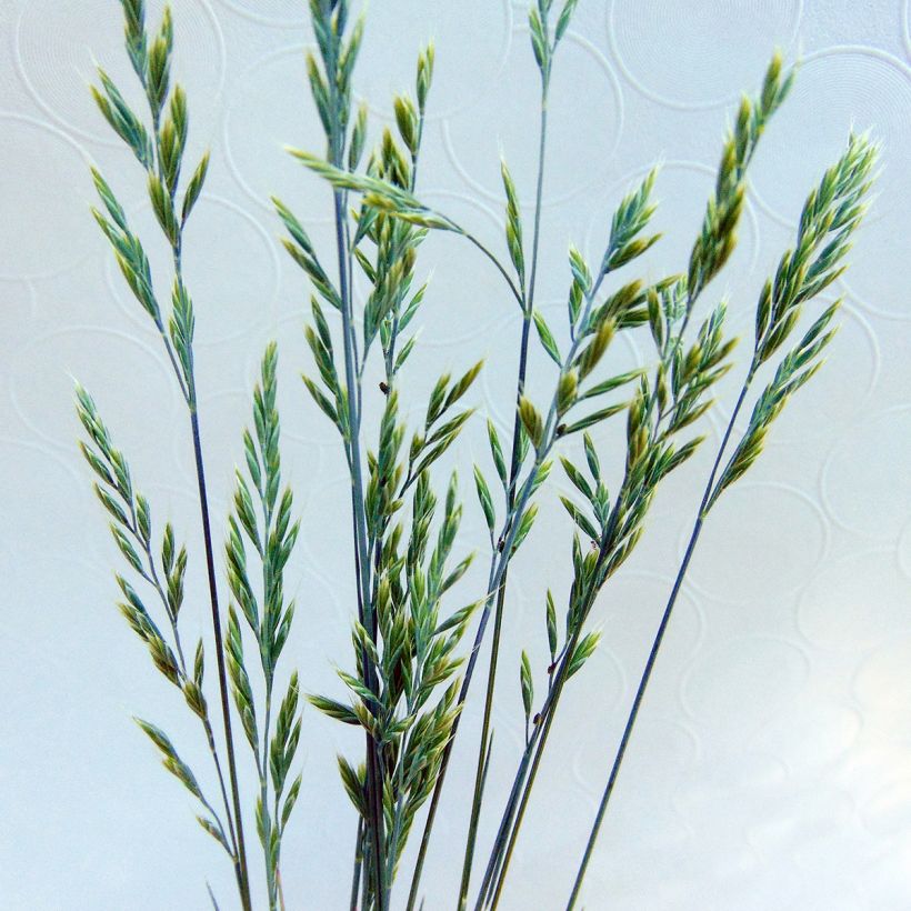 Siniheinä Elijah Blue (Kukinta)