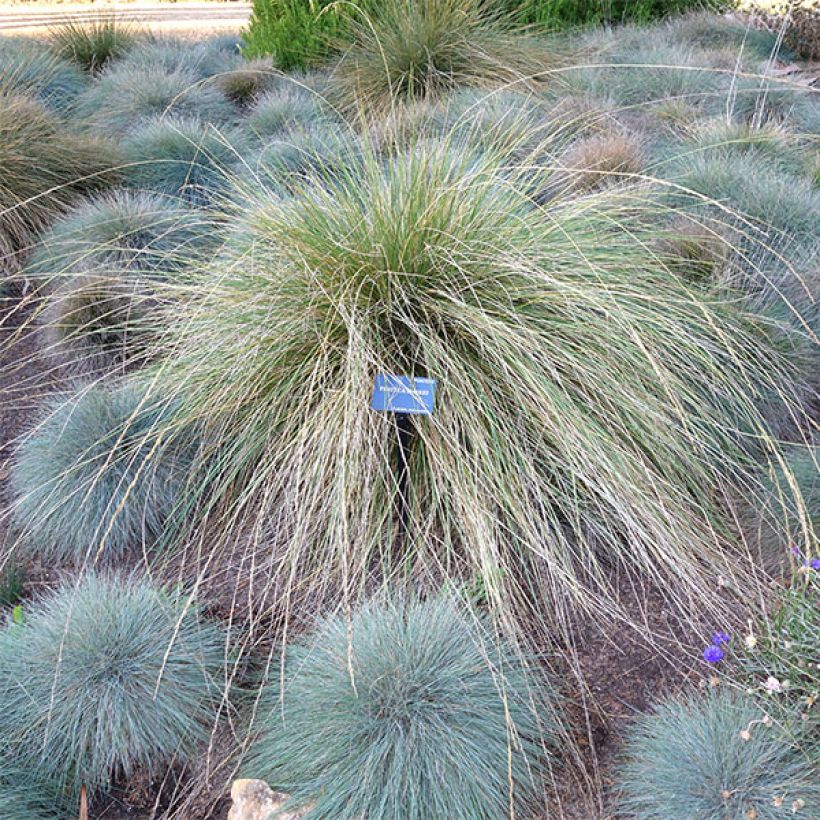 Atlasnata - Festuca mairei (Plant habit)